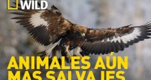 imagen: Animales aún más salvajes