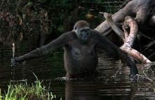 imagen: Guardianes de los bosques