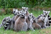 imagen: Los legendarios lemures de Madagascar