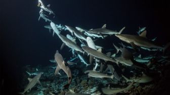 imagen: 700 tiburones