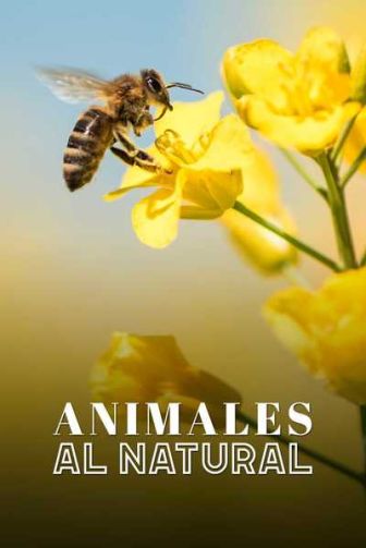 imagen: Animales al natural