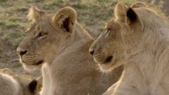 imagen: Cazadores de África