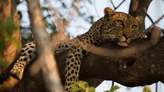 imagen: Diario de un leopardo adolescente