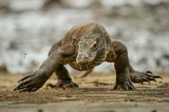 imagen: Dragones de Komodo