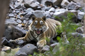 imagen: El legado de la reina tigre