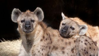 imagen: El leopardo y la hiena: una extraña alianza