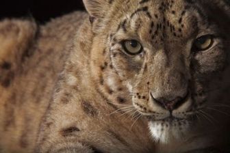 imagen: El reino del leopardo