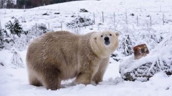 imagen: El reino del oso polar