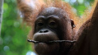 imagen: El reino secreto de Borneo: raros y salvajes