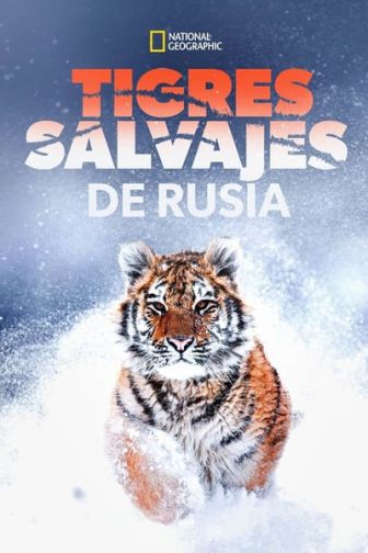 imagen: El tigre salvaje de Rusia