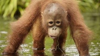 imagen: Escuela de orangutanes