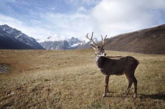 imagen: Especial Wild Escandinavia