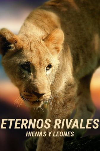 imagen: Eternos rivales: hienas y leones