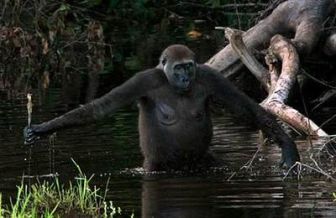 imagen: Guardianes de los bosques