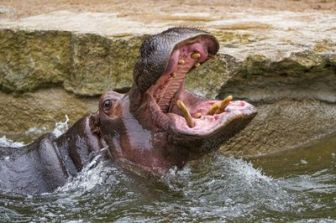 imagen: Hipopótamo contra cocodrilo