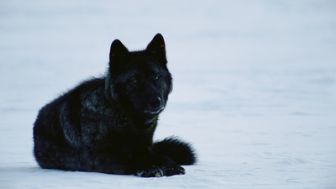 imagen: La dinastía del lobo de Yellowstone