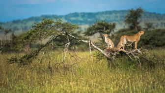 imagen: La reina de la velocidad del Serengeti