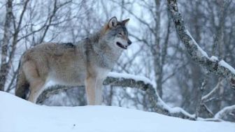 imagen: Las maravillas ocultas del invierno