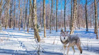 imagen: Lobos blancos, fantasmas del Ártico