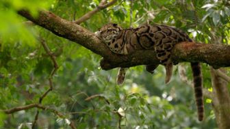 imagen: Los leopardos salvajes de la India