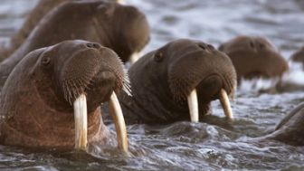 imagen: Los más letales de Alaska: el acecho del depredador