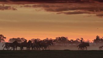 imagen: Los más peligrosos de África: Botswana