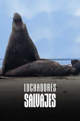 imagen: Luchadores salvajes