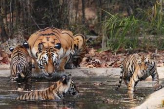 imagen: Misión crítica: tigres en la India