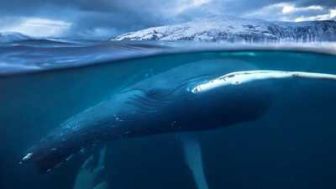 imagen: Planeta azul