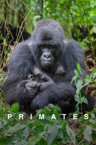 imagen: Primates