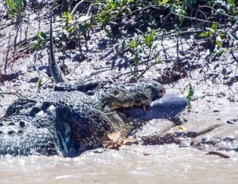 imagen: Tiburón contra cocodrilo