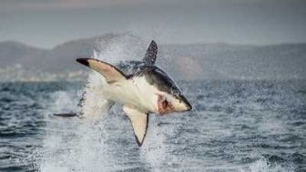 imagen: Tiburones del norte helado