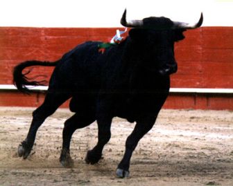 imagen: Toros