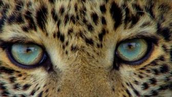 imagen: Toto, la leopardo de ojos jade