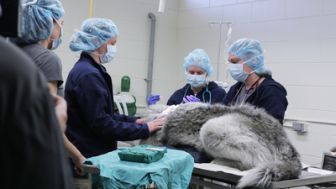 imagen: Veterinarios del Ártico